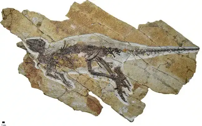 The-whole-skeleton-of-Pulaosaurus-qinglongin-53dc94a8d9d6cc0ff31ead2ea9cf9a75.webp