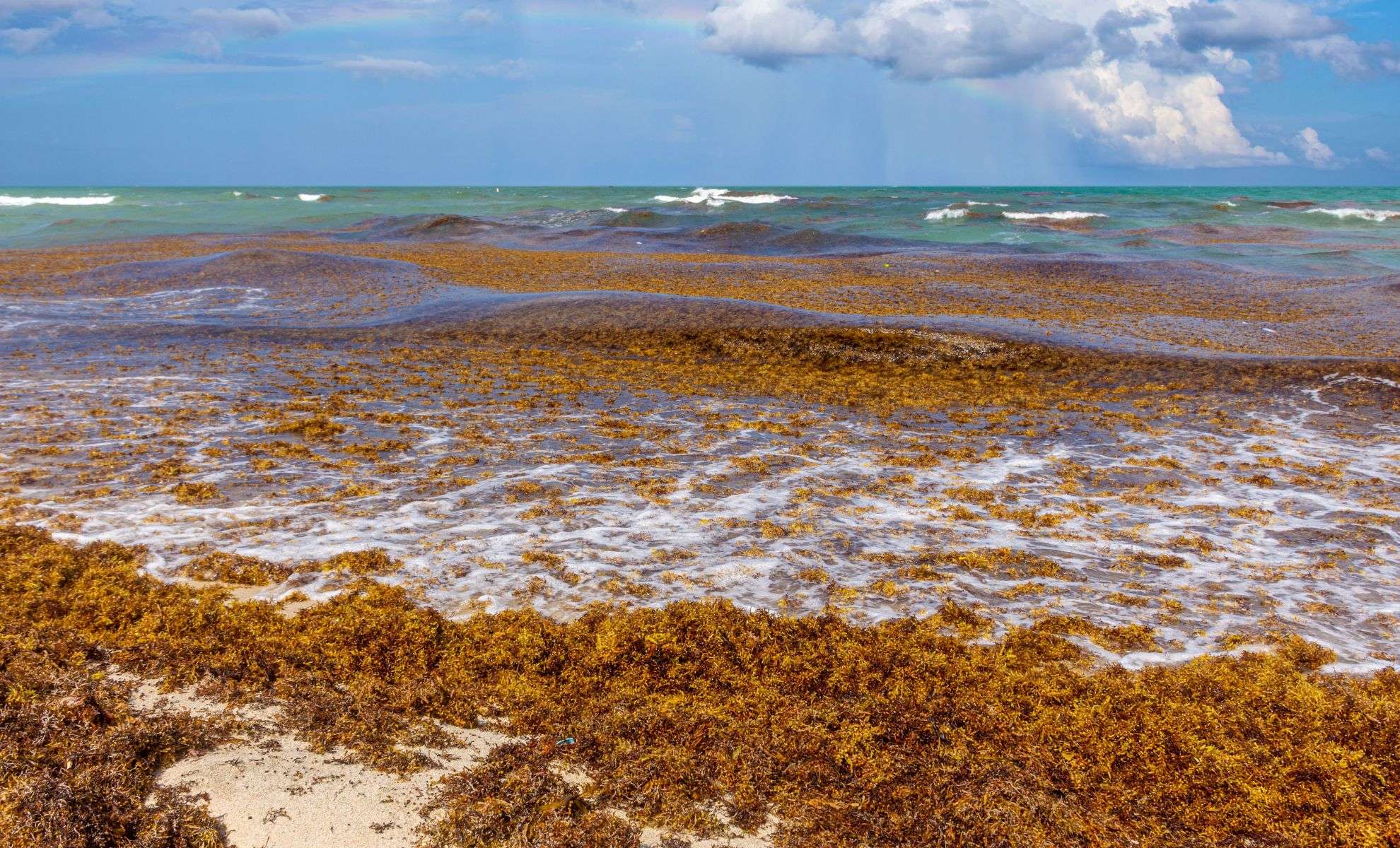Explore the Unique Ocean Realm Without a Single Shoreline: The Sargasso Sea 