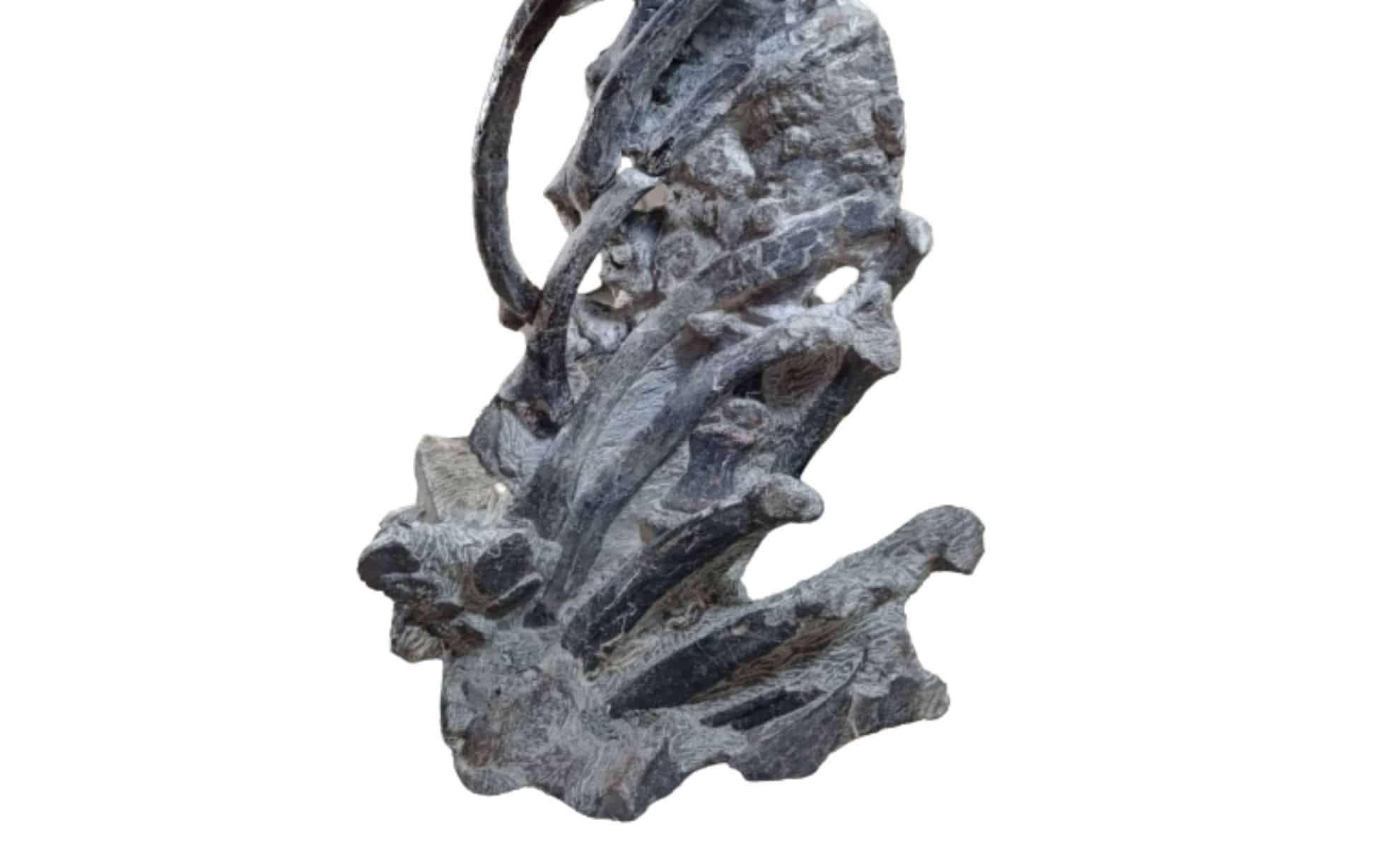 A-fossil-of-the-thoracic-cage-of-Kostensuchus-atrox-99f072f756f37254069c98ed46ab50a1.jpg