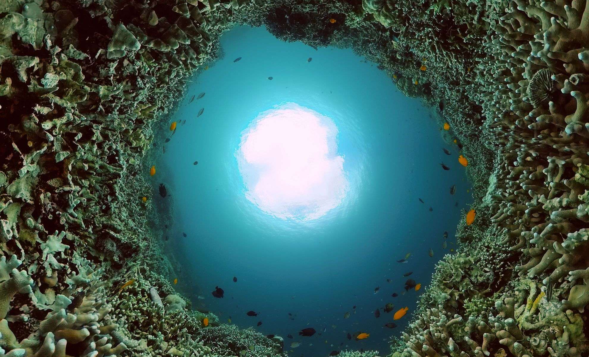 Massive Pacific Underwater Hydrothermal City Dwarfs Atlantic's Lost City 