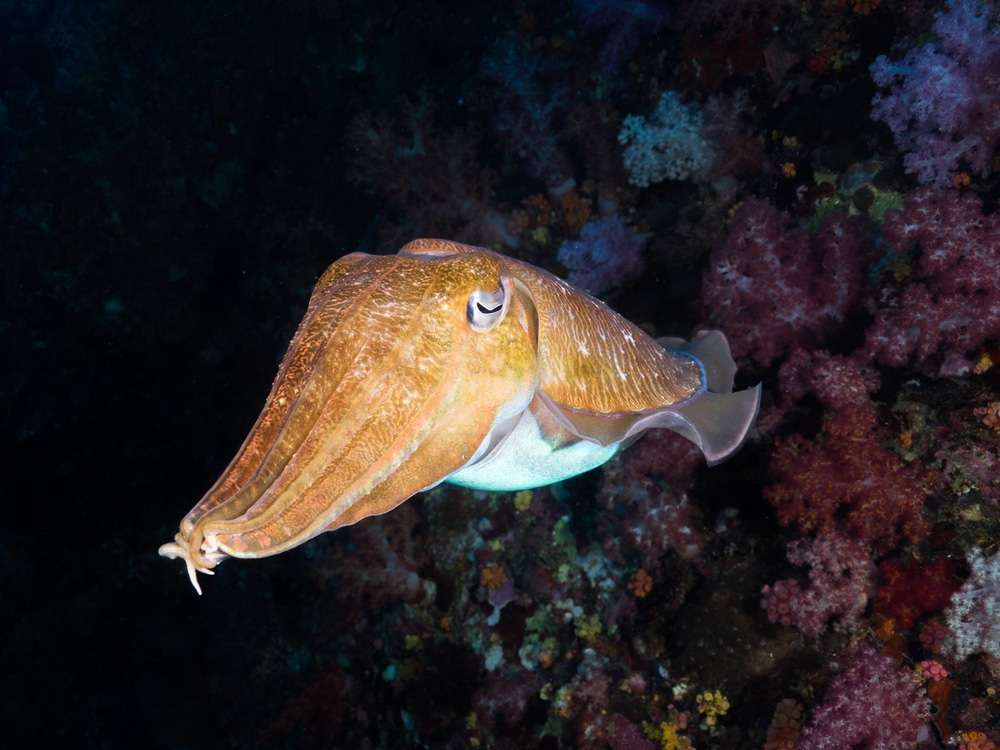 Cuttlefish-can-also-change-their-bodys-color-patterns-to-camouflage-or-signal-b35f73687493a80ae741916915e5de95.jpg
