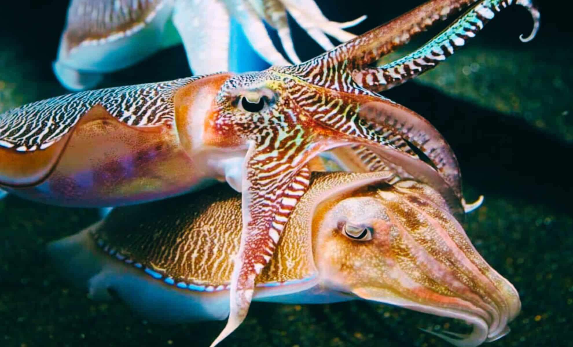 Cuttlefish Exhibit Remarkable Self-Control in a Delayed Reward Experiment Inspired by Child Psychology 