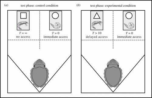 ExperimentalDesignGraphicCephalopodsPassedTestDesignedForHumans-74dcd694680a6300c3e105b8155b36e8.gif