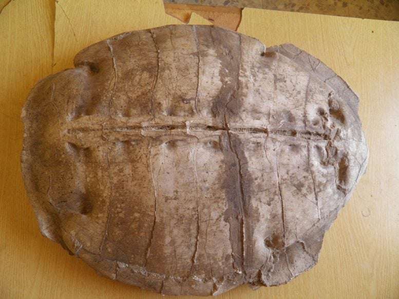 Carapace-of-Syriemys-Lelunensis-1fdf714147430f2e95521a3379606cbc.jpg