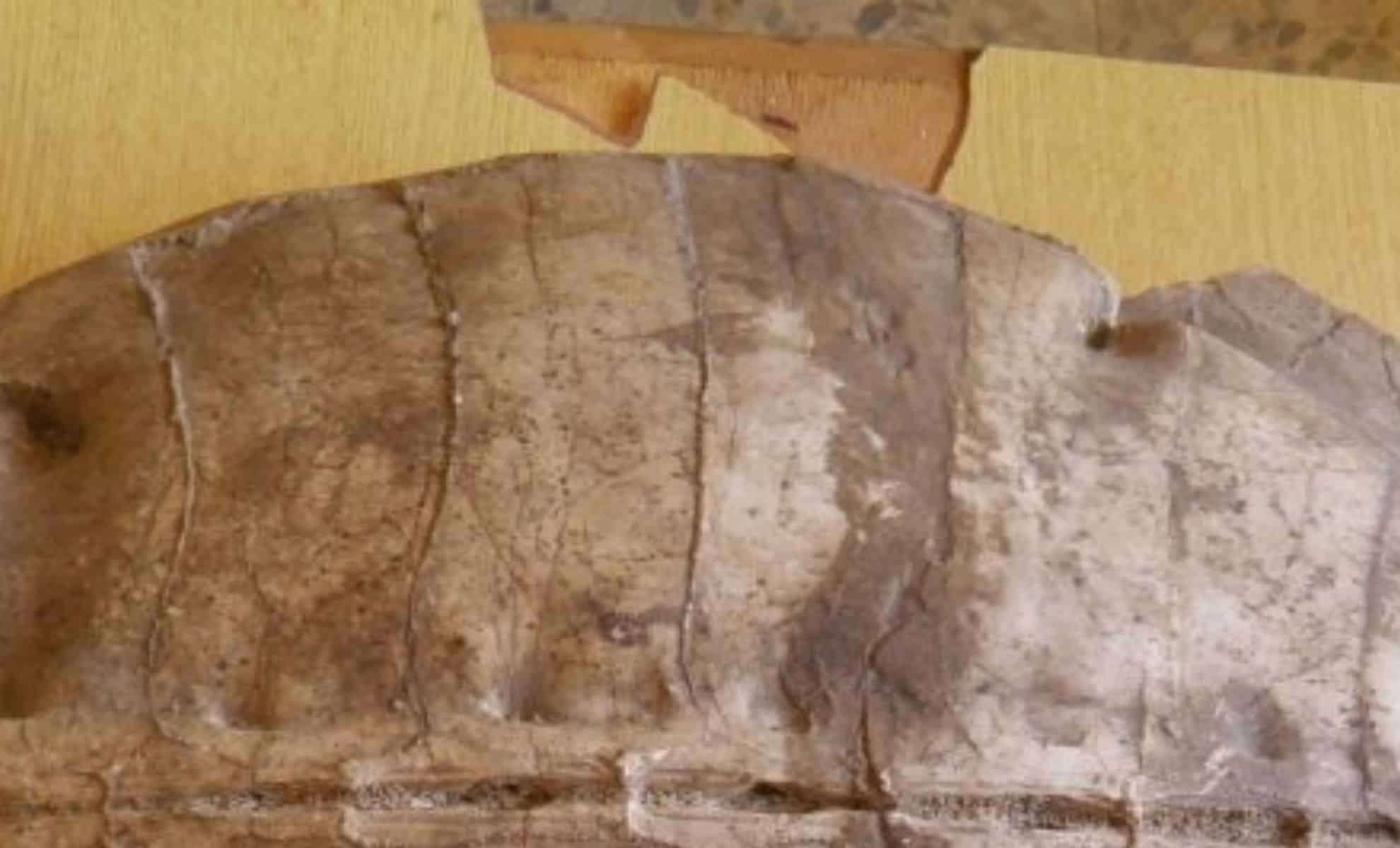 Unveiling a 50-Million-Year-Old Sea Turtle: A Breakthrough in Turtle Evolution History 