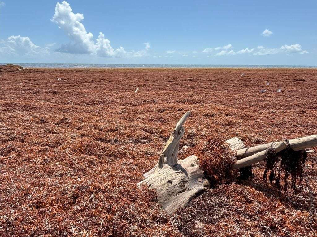 High-levels-of-sargassum-flood-Belizes-Dangriga-Town-ad70b961b629101628986763d92a754f.jpeg