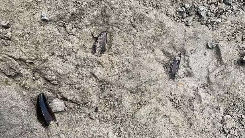 a-teenage-t-rex-fossil-found-by-three-kids-cb70a20d479aa28d3a1456b60f13b46e.jpg