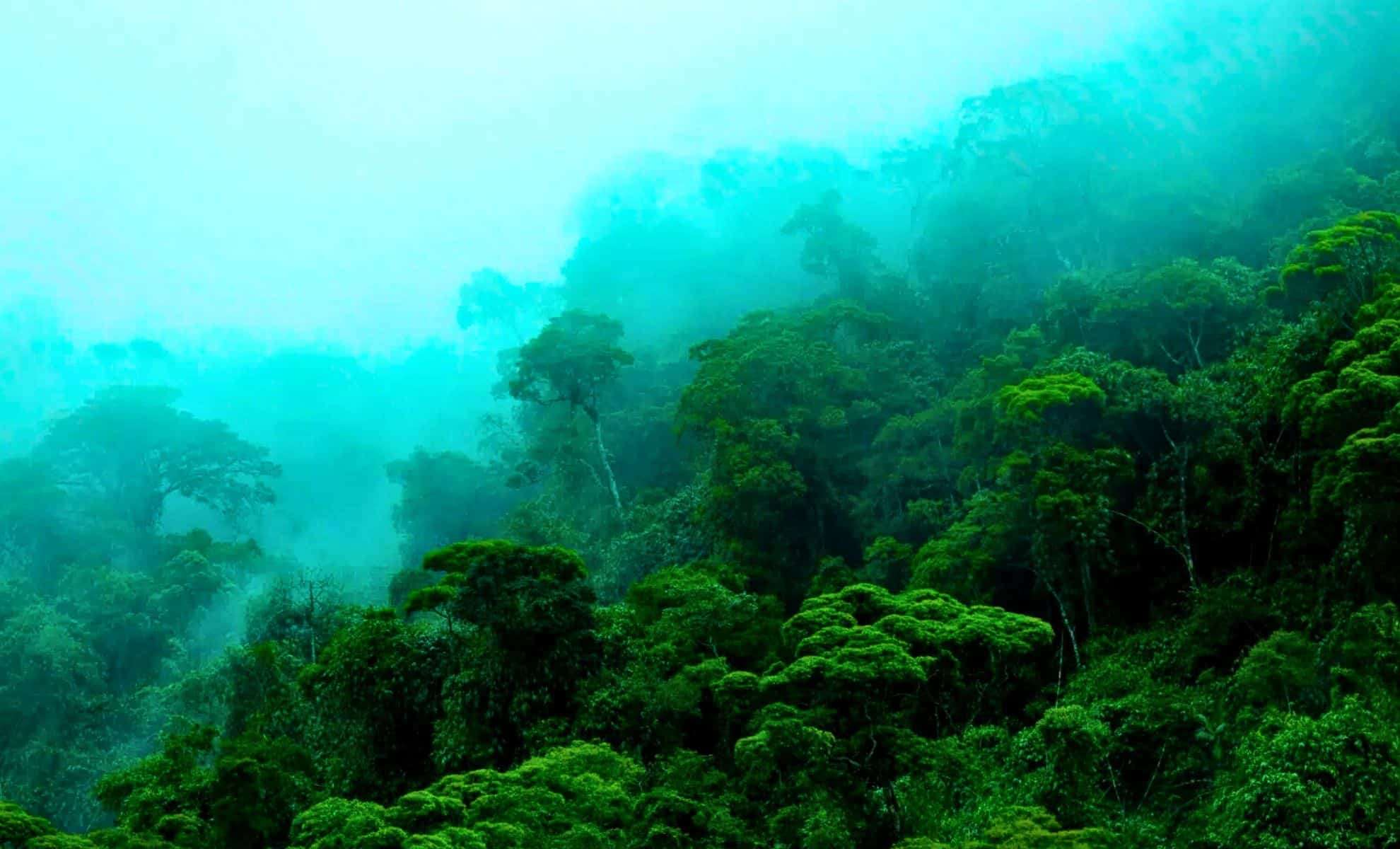 Surprising Growth: Amazon Trees Thrive Despite Climate Challenges 