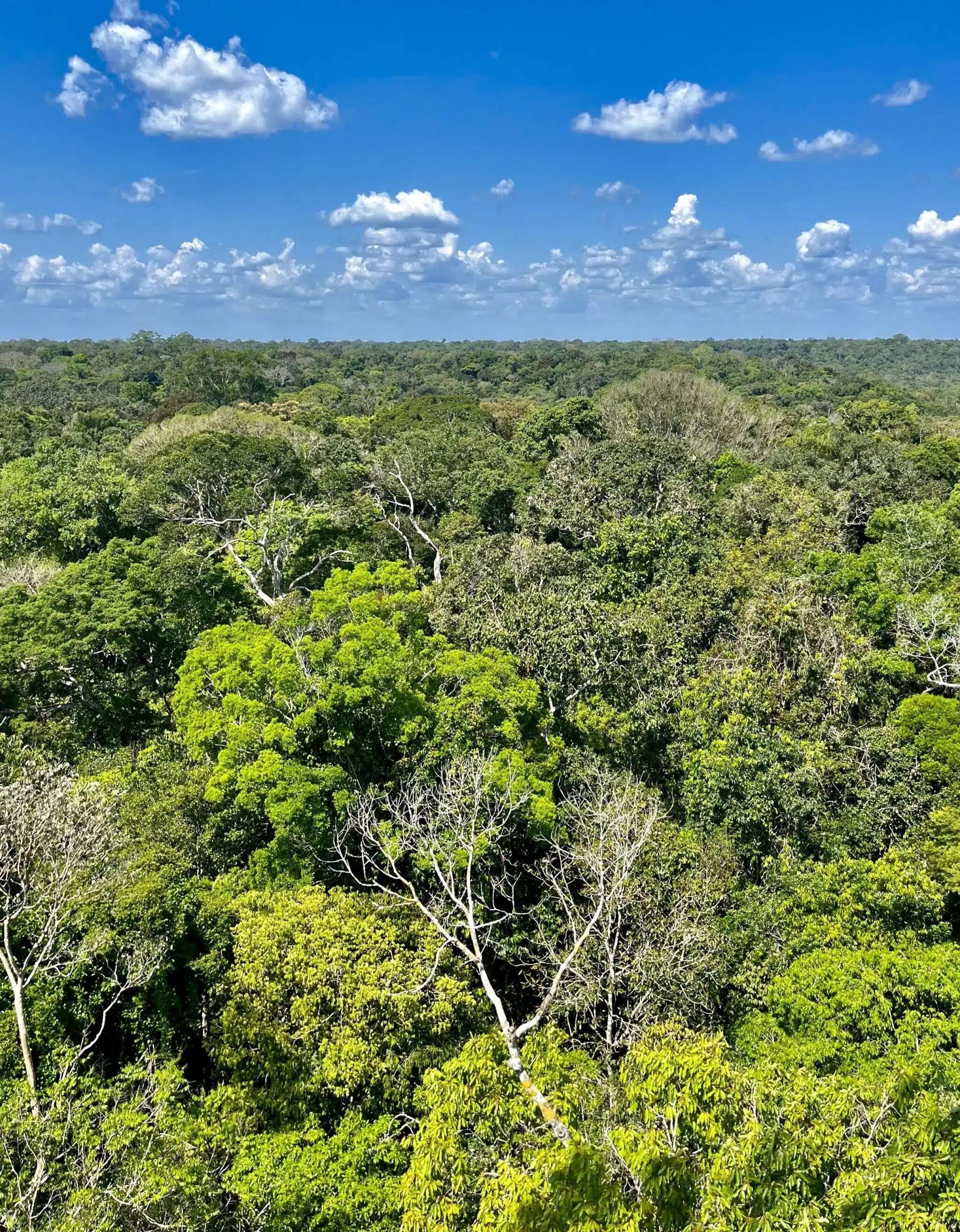 View-of-the-rainforest-canopy-41f7ee17bb58a4bb392853801ae1dba2.jpeg