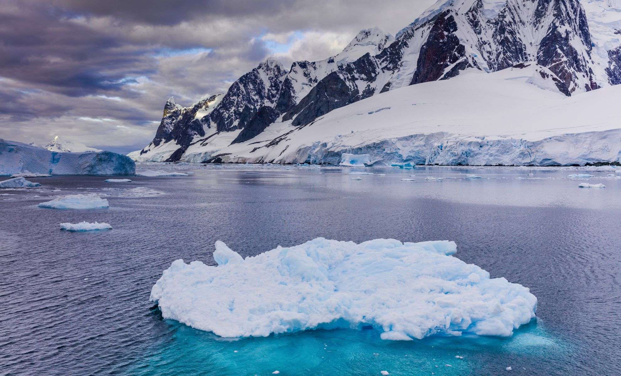 Antarctic Algae That Once Cool Earth Are Disappearing Amid Ice Loss 