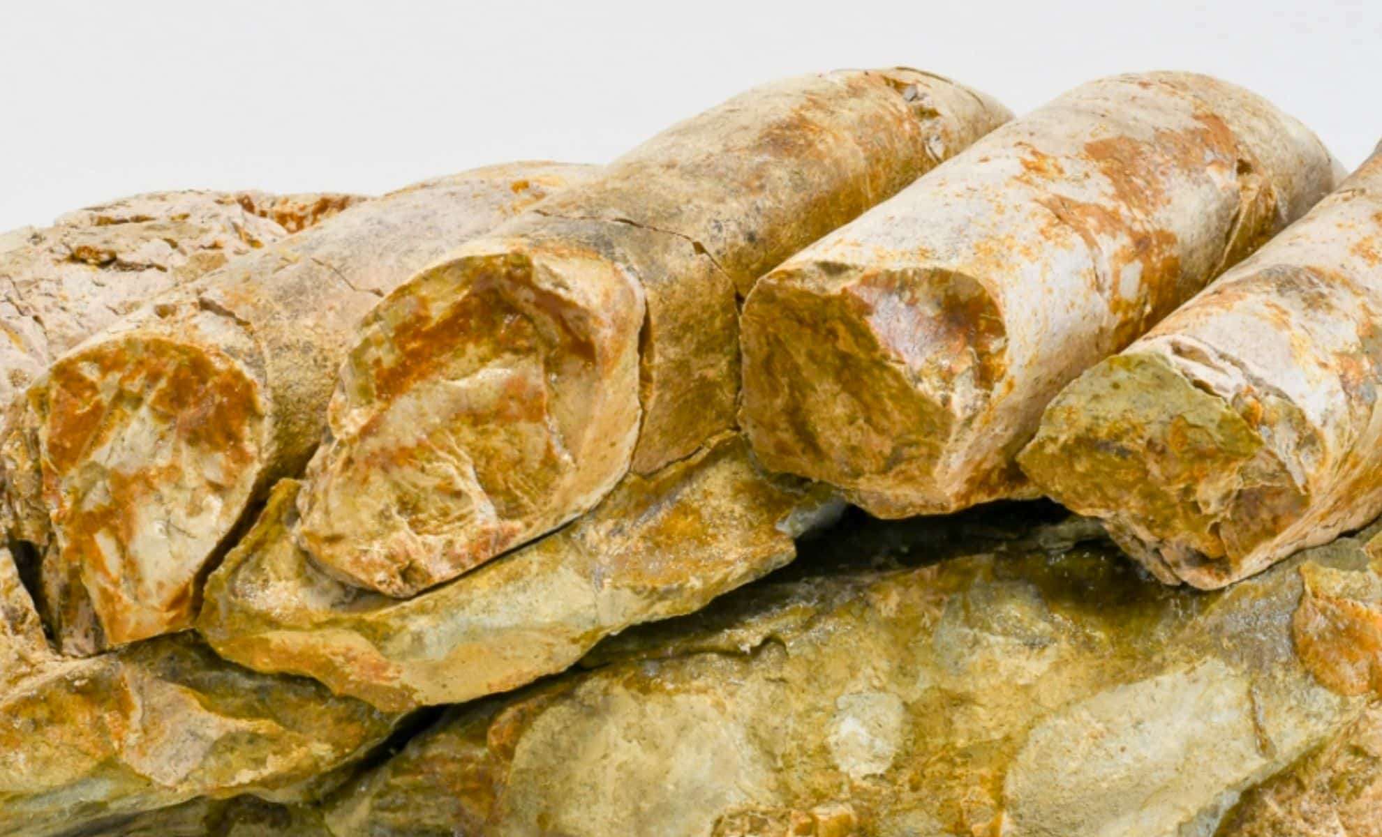 Rare Ancient Sea Cow Fossil Unearthed on Santa Rosa Island 