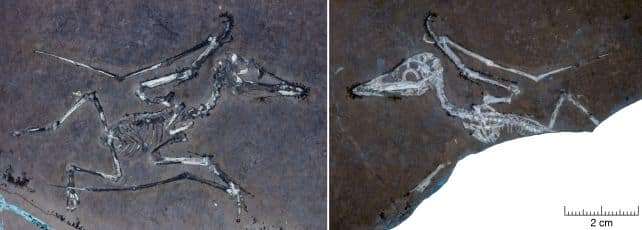 One-of-the-tiny-pterosaurs-ca5aa6773af1658f3d14a0afcb1ba3b4.jpg