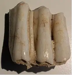 Cow-tooth-97be94798c9748d0f05d1d875d01c569.webp
