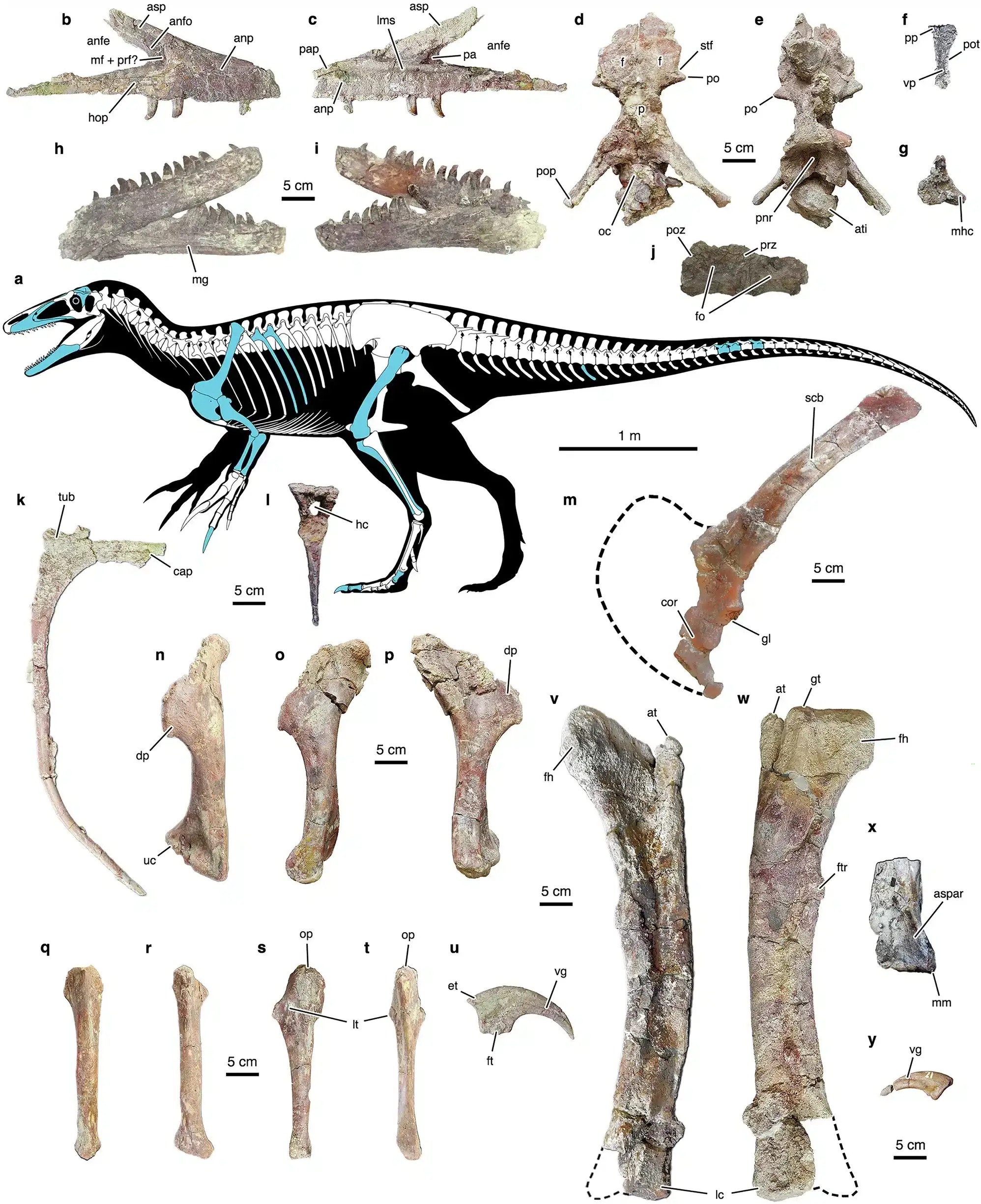 Bone-structure-of-the-dinosaur-Joaquinraptor-casali-a4da6734c7dc0755fdf3a9d2328aef7c.webp
