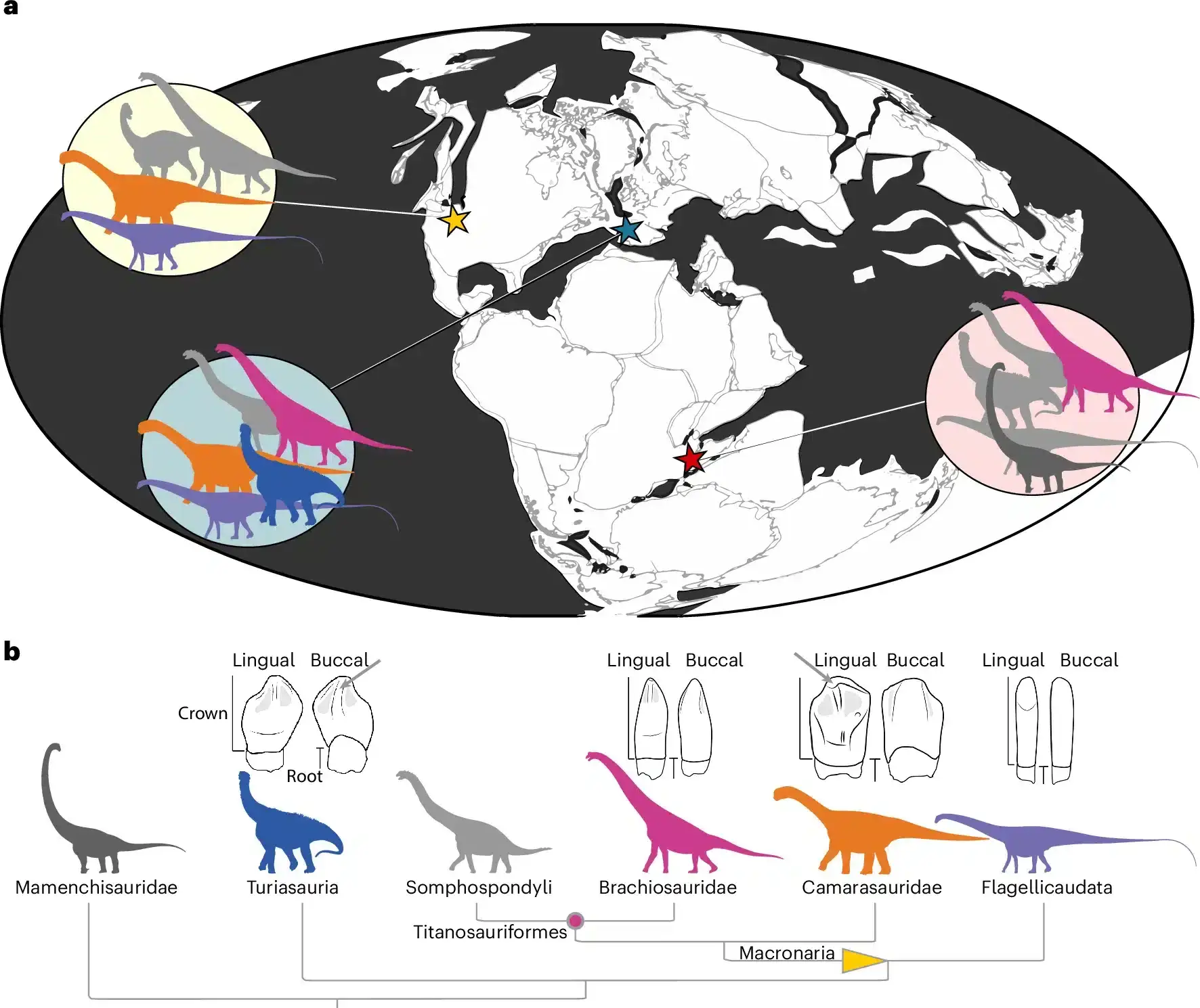 Sauropod-diversity-and-tooth-morphology-at-the-sampled-locations-1-b543e880e9a4f031e89b301b8d7103cf.webp