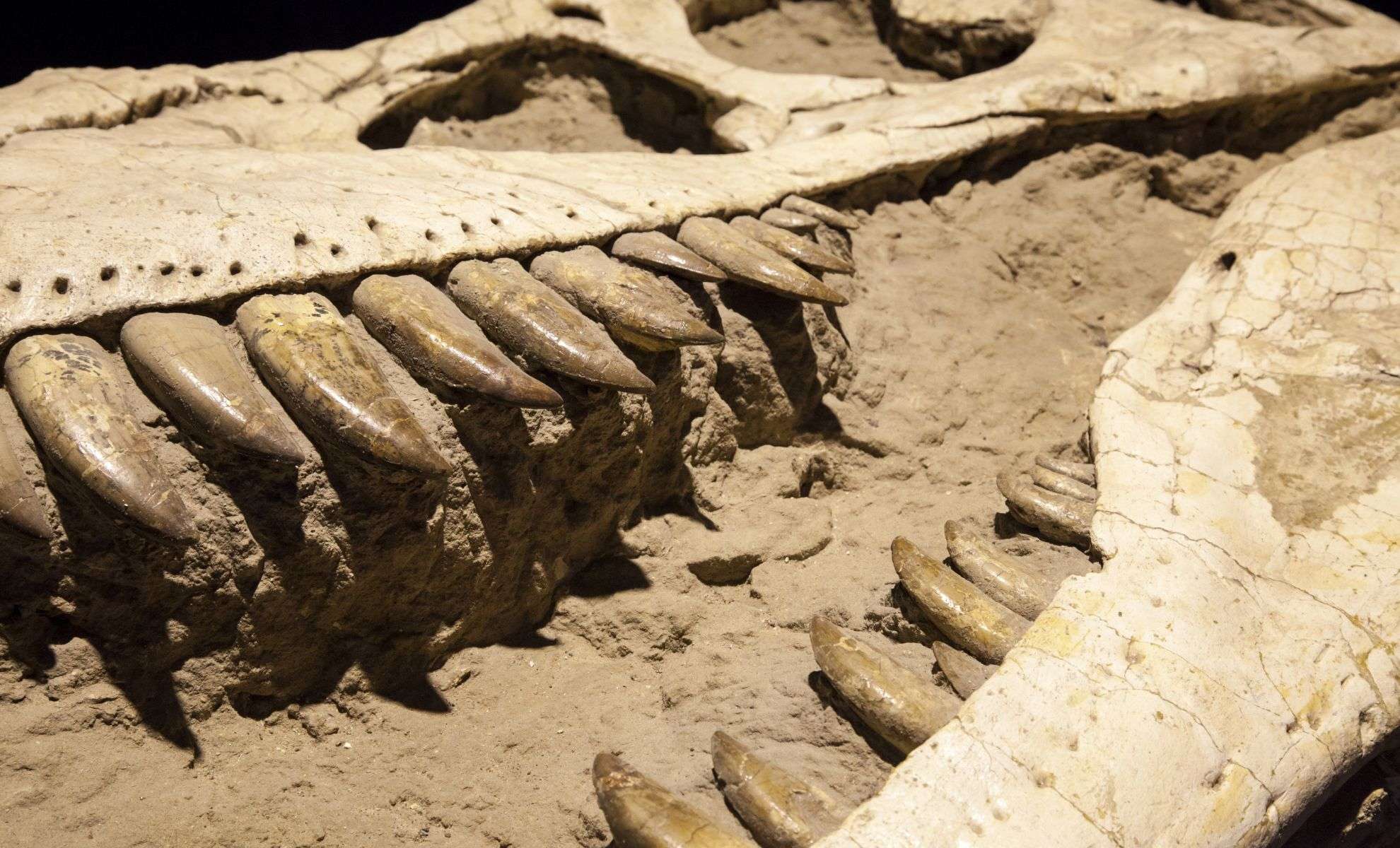 Identical Dinosaur Tooth Wear Found Across Three Continents Reveals Ancient Behaviors 