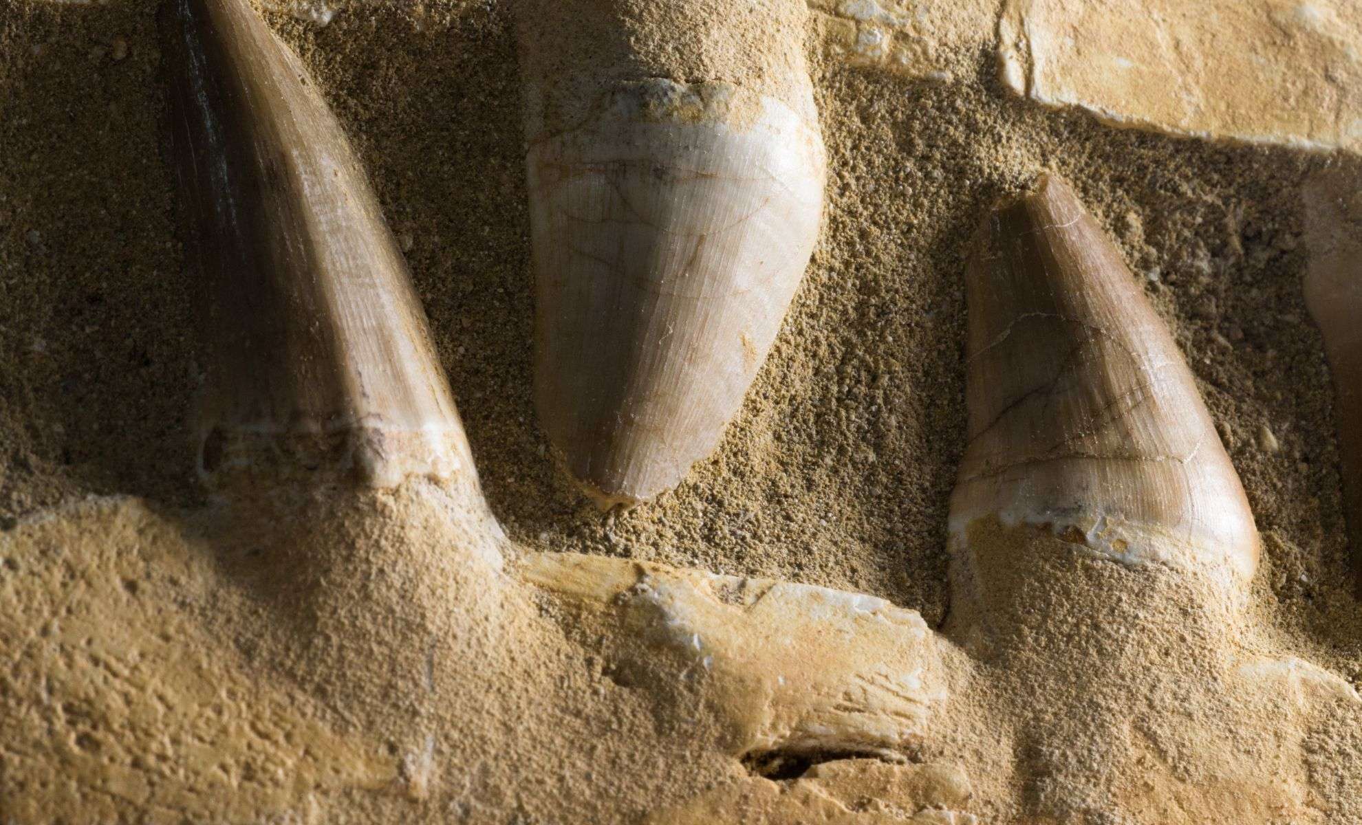 Ancient Marine Predator Unearthed Beneath New Jersey Shopping Center 