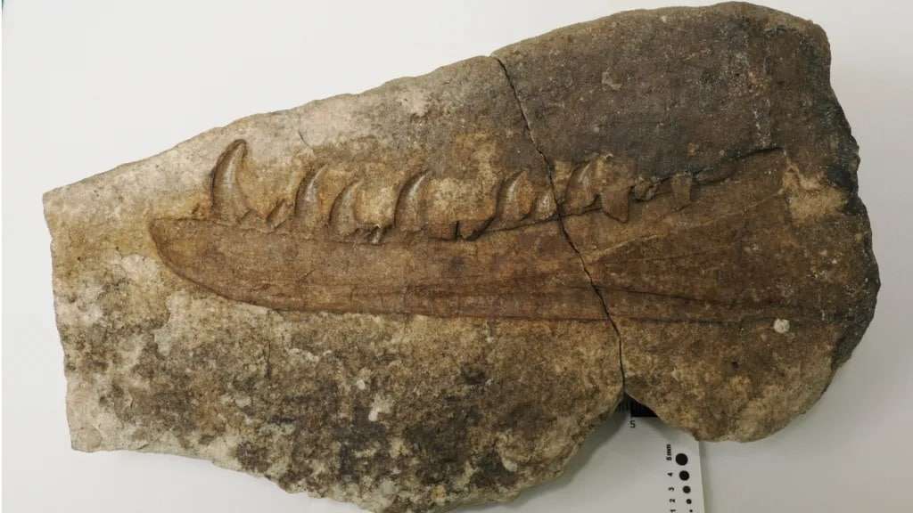 The-fossil-was-first-discovered-in-a-Triassic-fossil-bed-in-1899-4a0b30dc08e9b192385ee8daee519530.jpeg