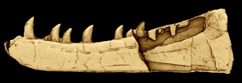 The-palaeontologists-used-3D-rendering-to-reveal-more-details-about-the-fossil-d101cab9ad9242dabb22b0b41689c9f5.jpeg
