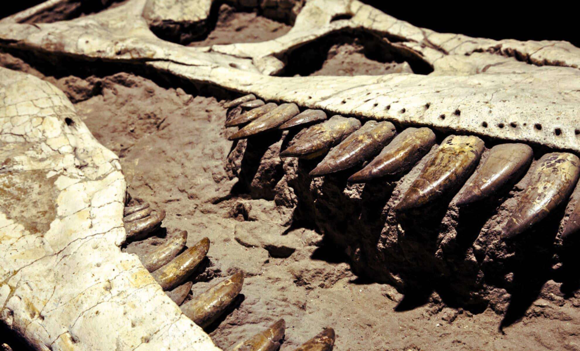 Ancient Welsh Fossil Uncovers One of the Largest Triassic Predators Preceding T. Rex 