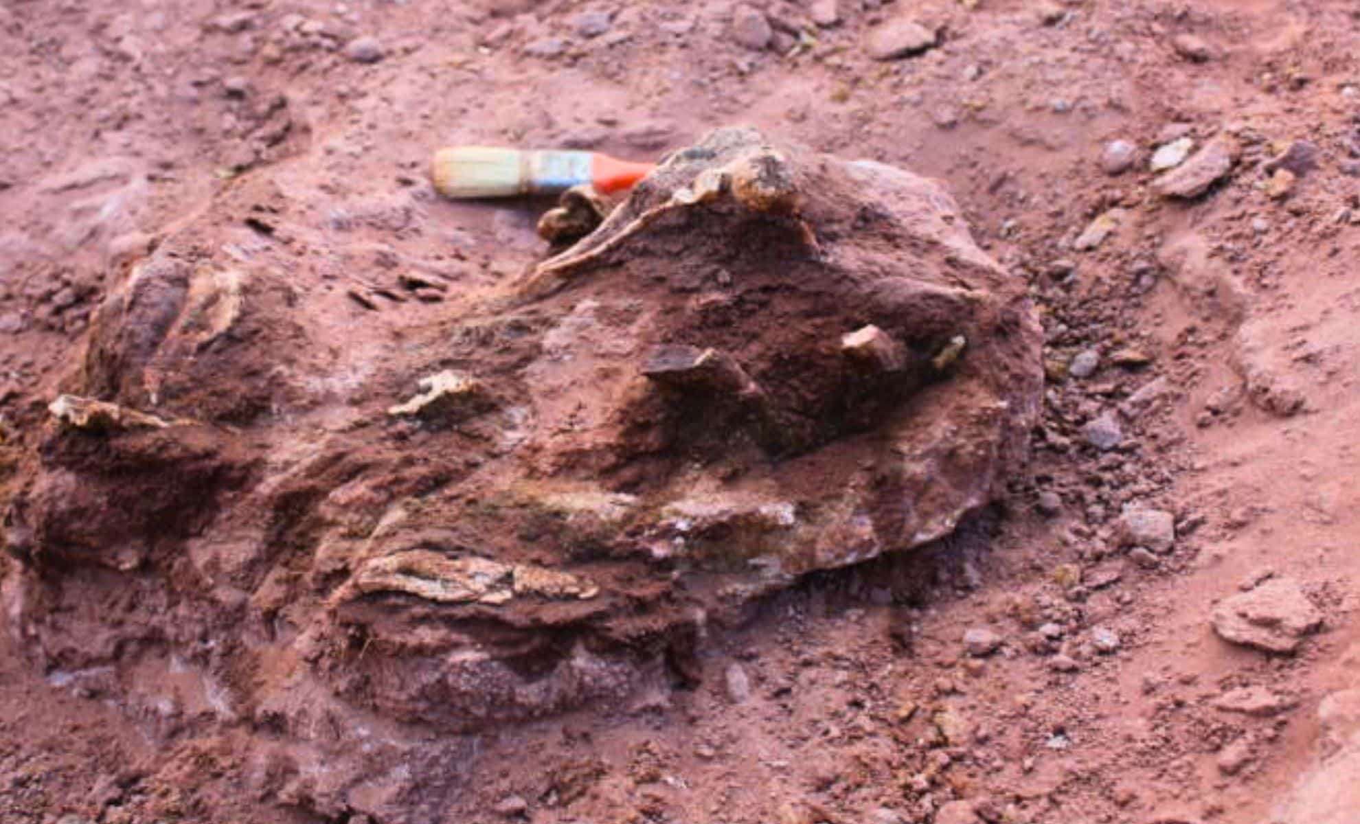 Unearthing Llukalkan: The Roaring Predator of Ancient Patagonia 