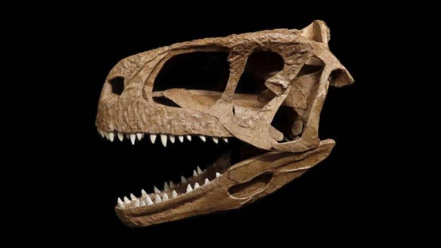 reconstructed-llukalkan-aliocranianus-skull-1124dea65d663ba804156a1d2e45c5f1.jpeg