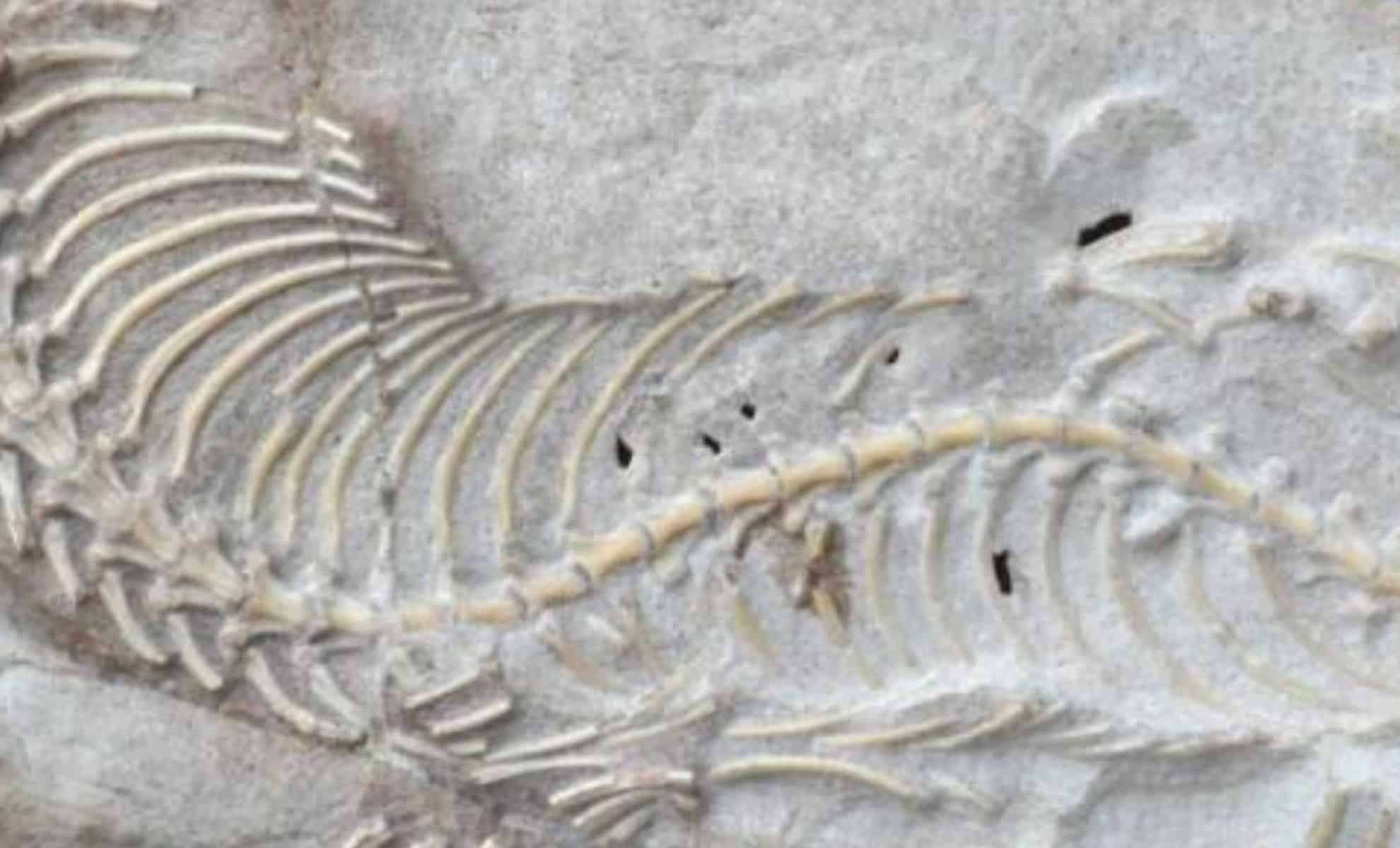 Rare Fossil Skull Sheds Light on Ancient Four-Limbed Snakes 