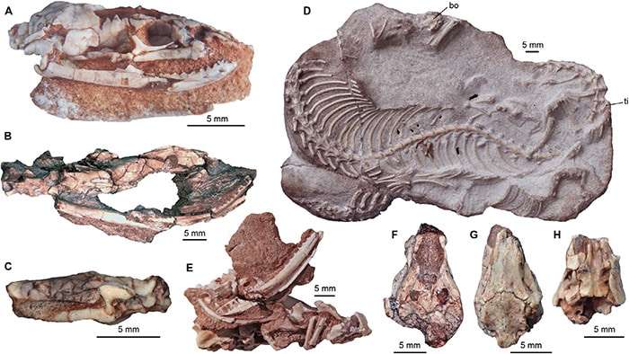 najash_snake_specimens_flinders-829a0b6d56d192f78014b34b46ea1bf6.jpg