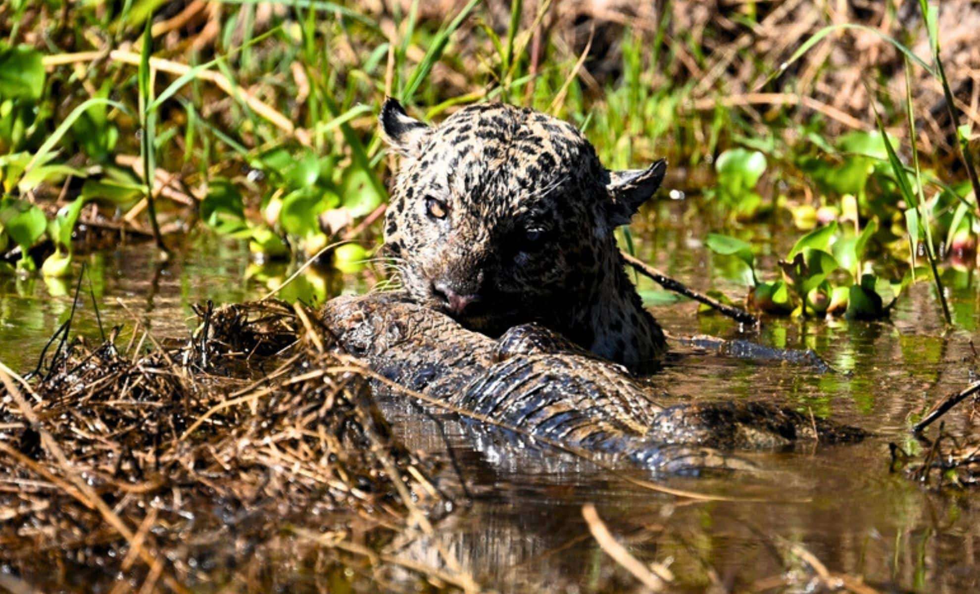 In Brazil’s Pantanal, Jaguar Tourism Faces New Threat from Overcrowding 