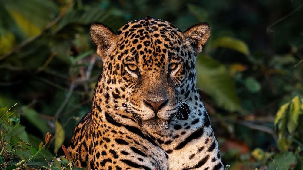 jaguars-Panthera-onca-in-the-Pantanal--446690de660c2086c6d5478a4c72e40d.jpg