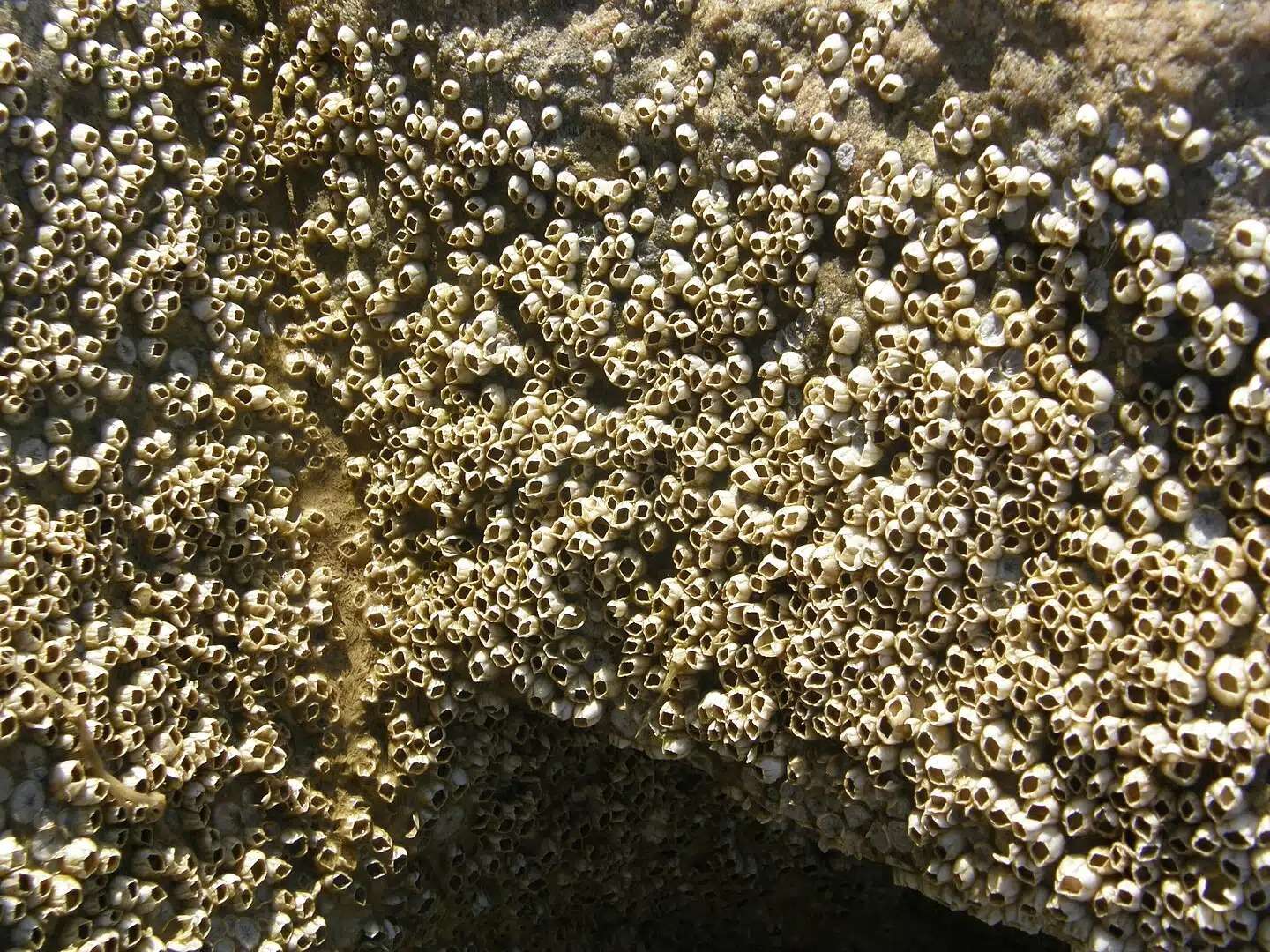 An-unprecedented-colony-of-barnacles-in-the-Sea-of-Azov-1a6d862a4aa406c8192e32a1b8b08249.jpeg