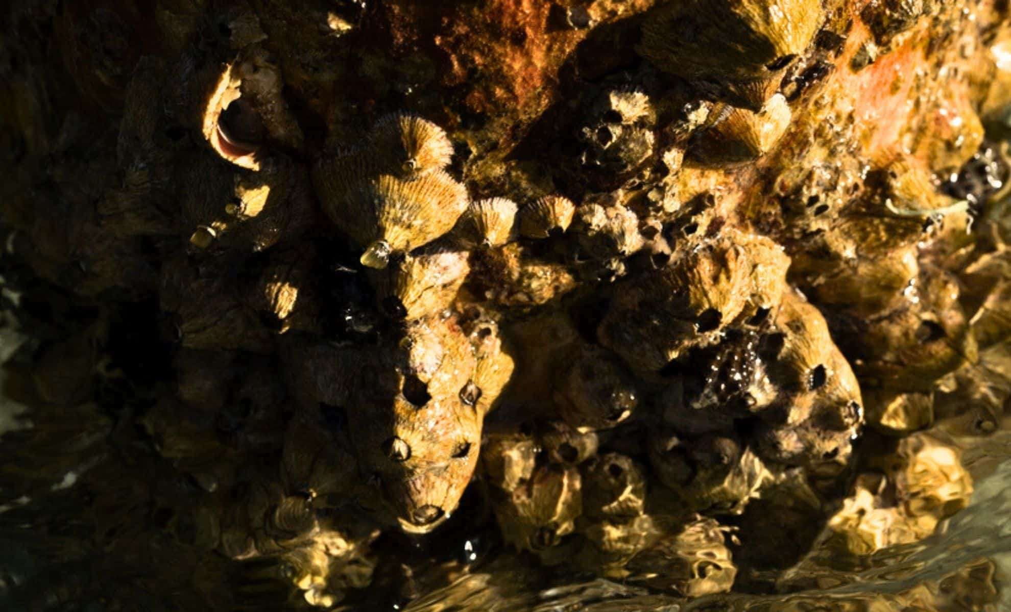 First Evidence of Invasive Barnacle Species Detected in Canada’s Arctic Waters 