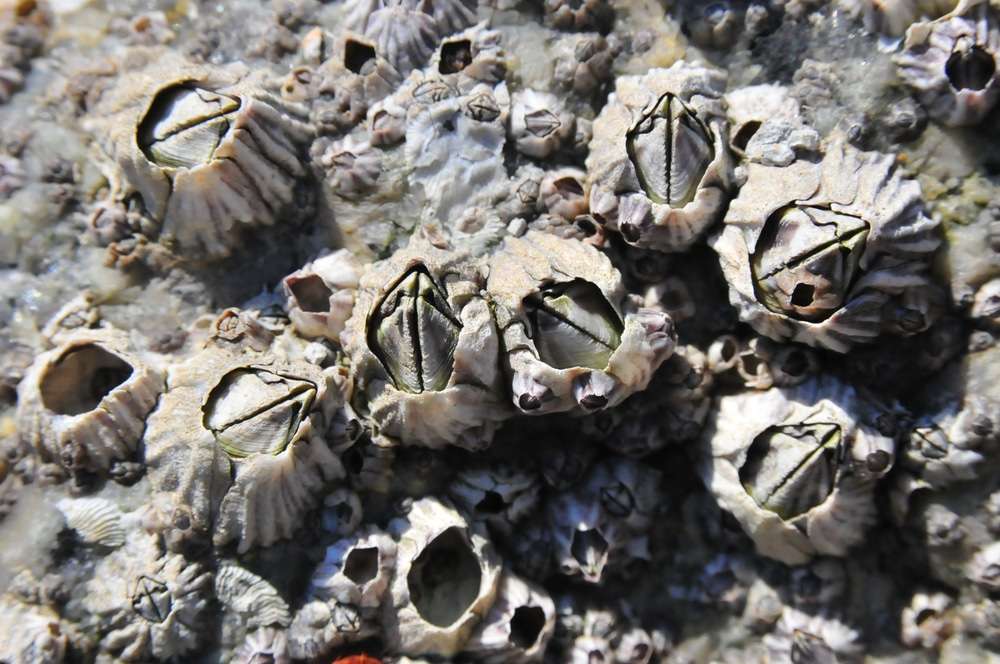 Corn-barnacles-Rock-barnacles-b67c9efbaa9baae641c53e105fb1827d.jpg