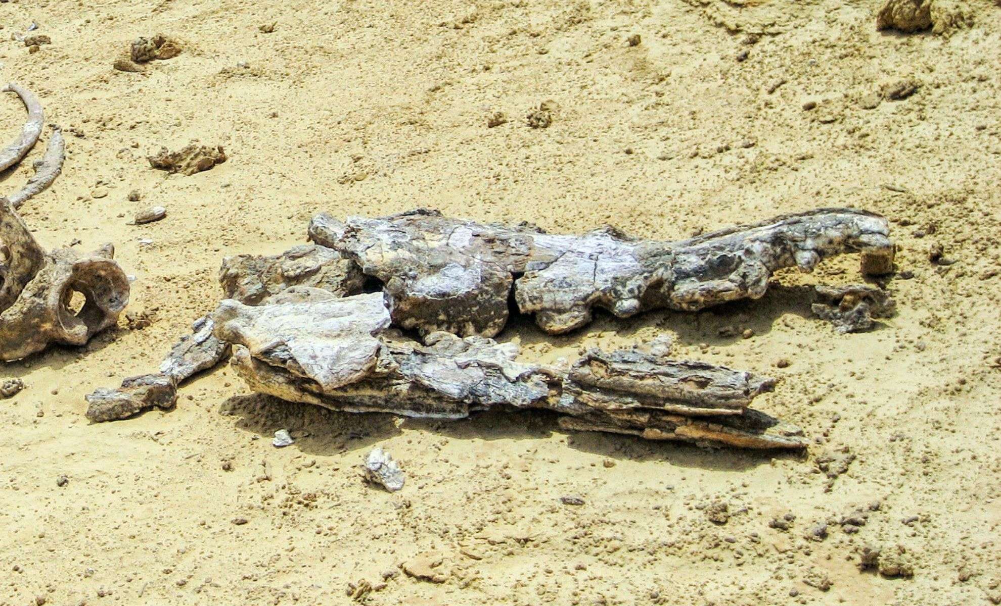 Ancient Blue Whale Fossil Found in Italy Redefines Evolutionary Timeline 