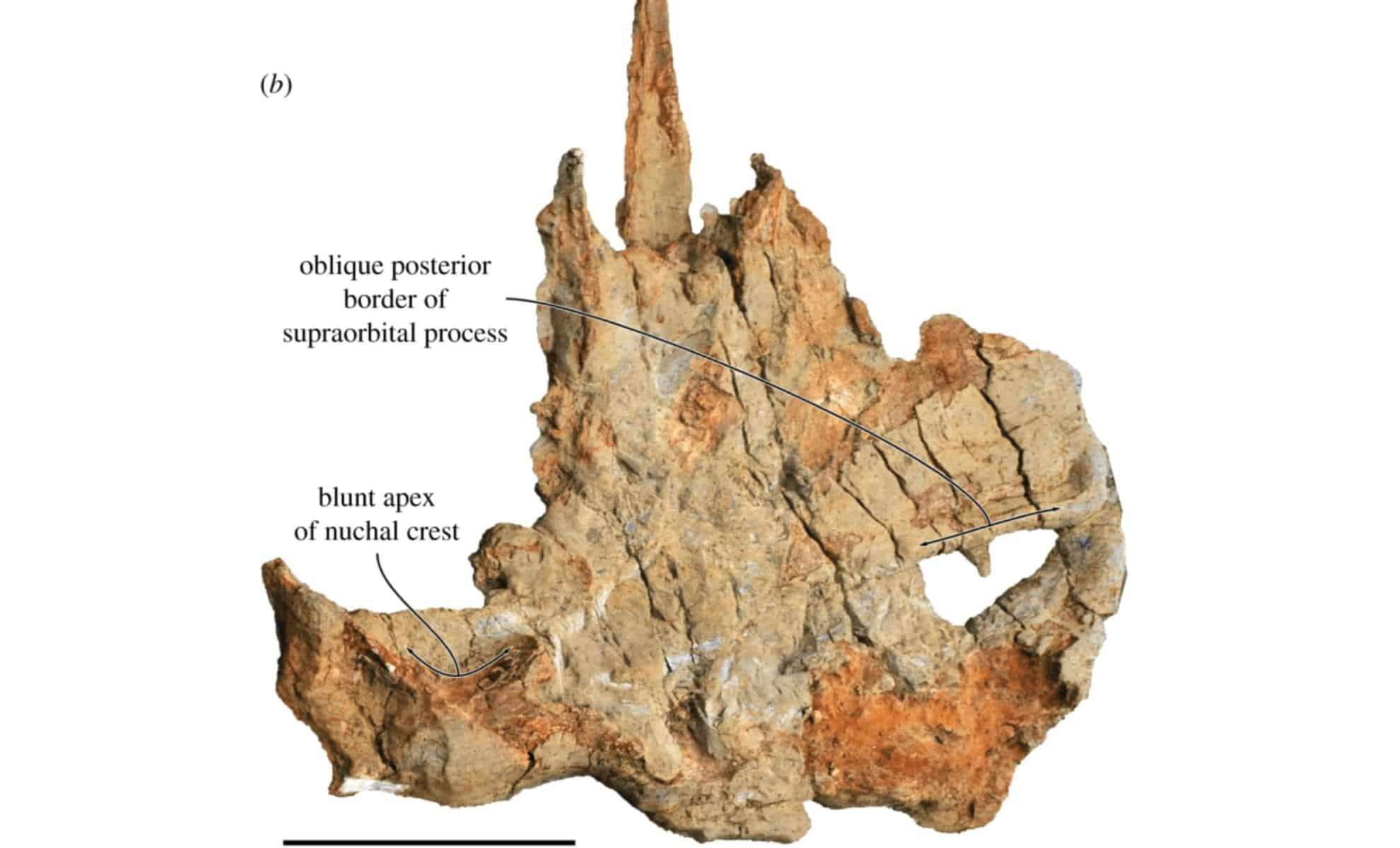 The-fossils-skull-seen-from-above-daa9cac0b47f1f56b3eca751d3d0536f.jpg