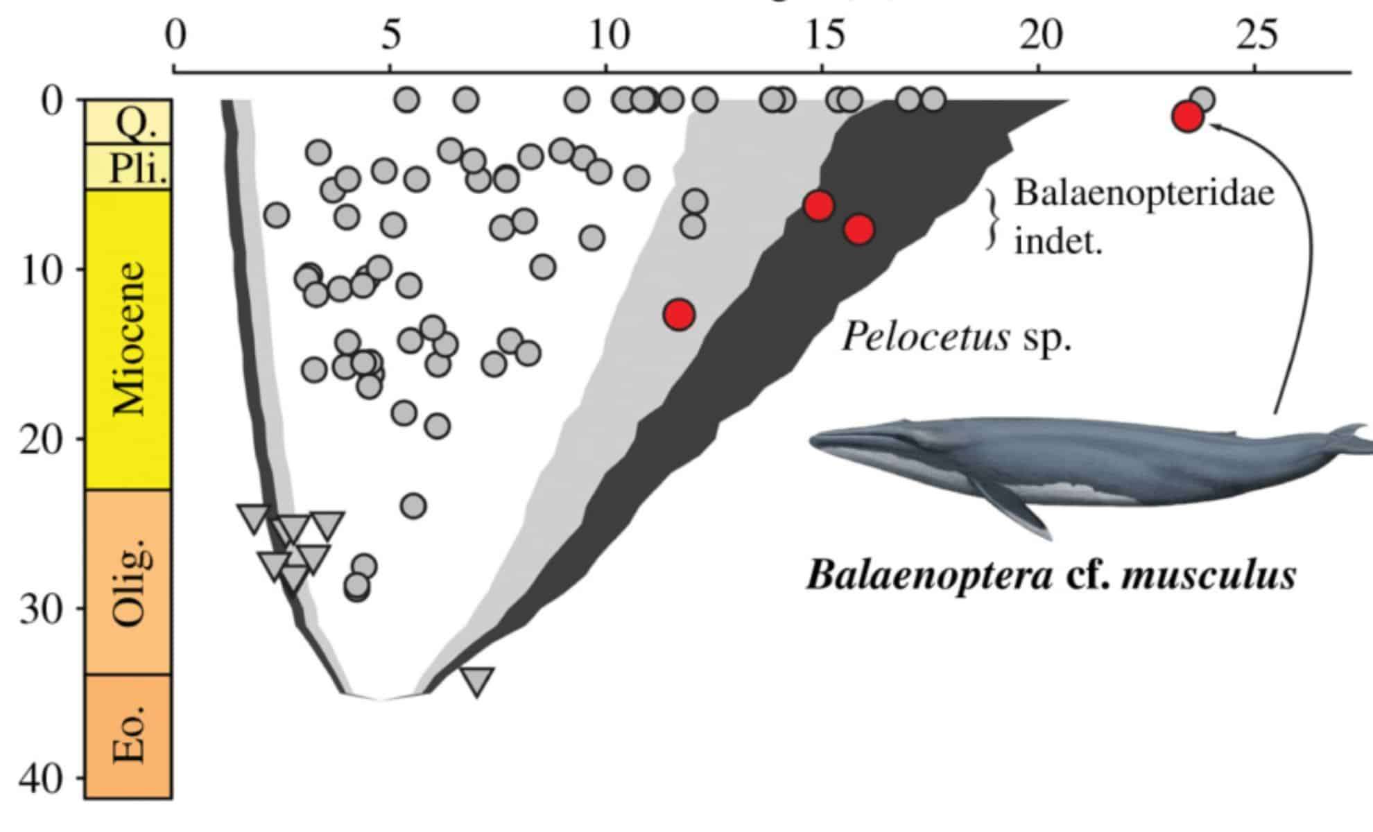 largest-blue-whale-fossil-found-farmer-9646bc9d341888a483b7365c5a859e12.jpg