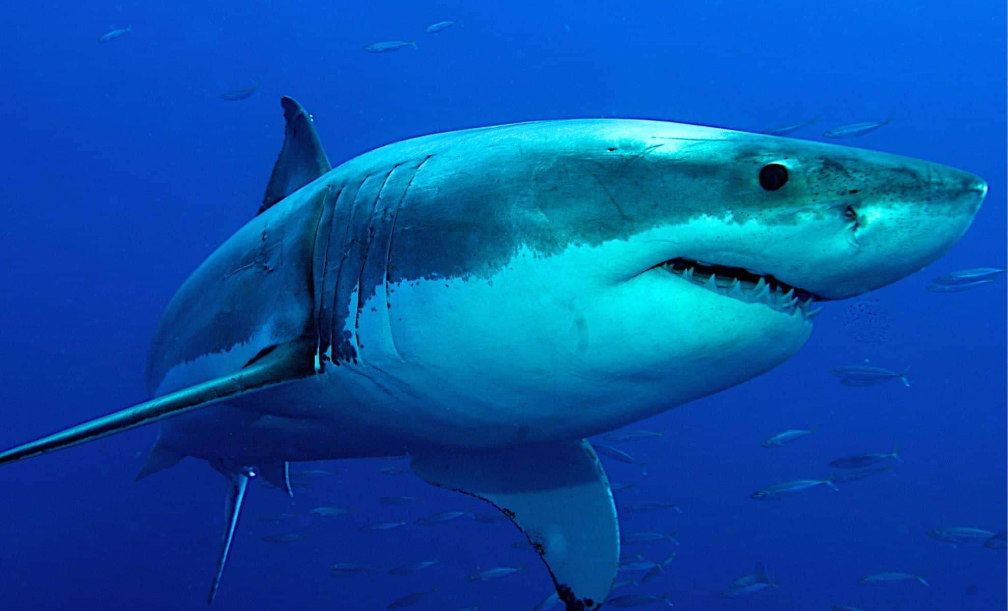 Record-Breaking Male Great White Shark Tagged Off Florida Coast 