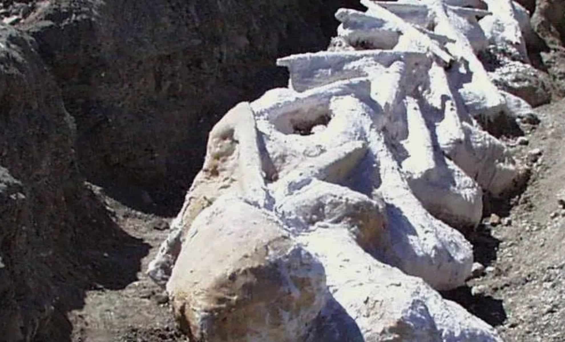Researchers Uncover One of the Most Complete Giant Alamosaurus Fossils in North America 