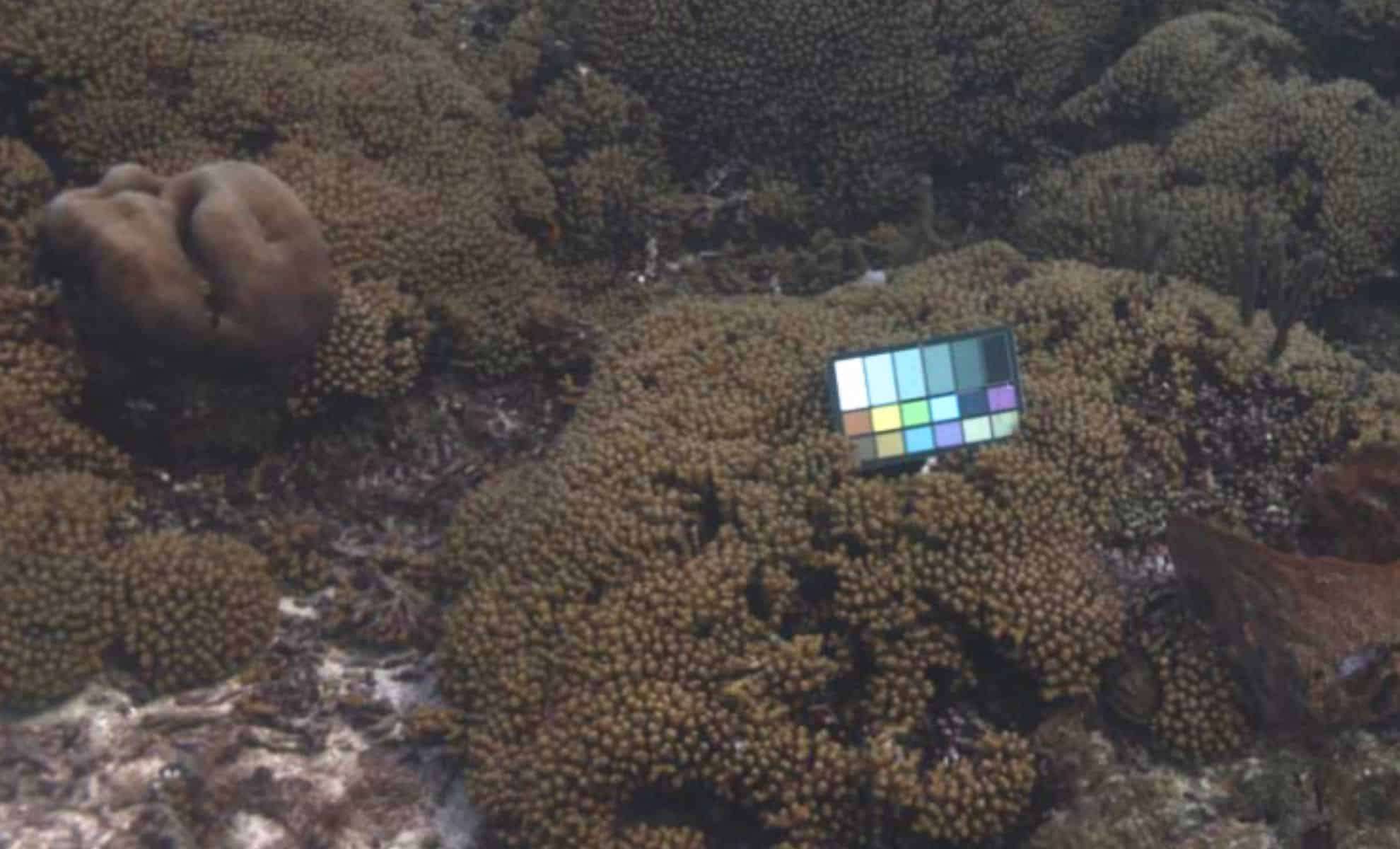 MIT Develops Innovative Tool for Crystal-Clear Underwater Imaging 