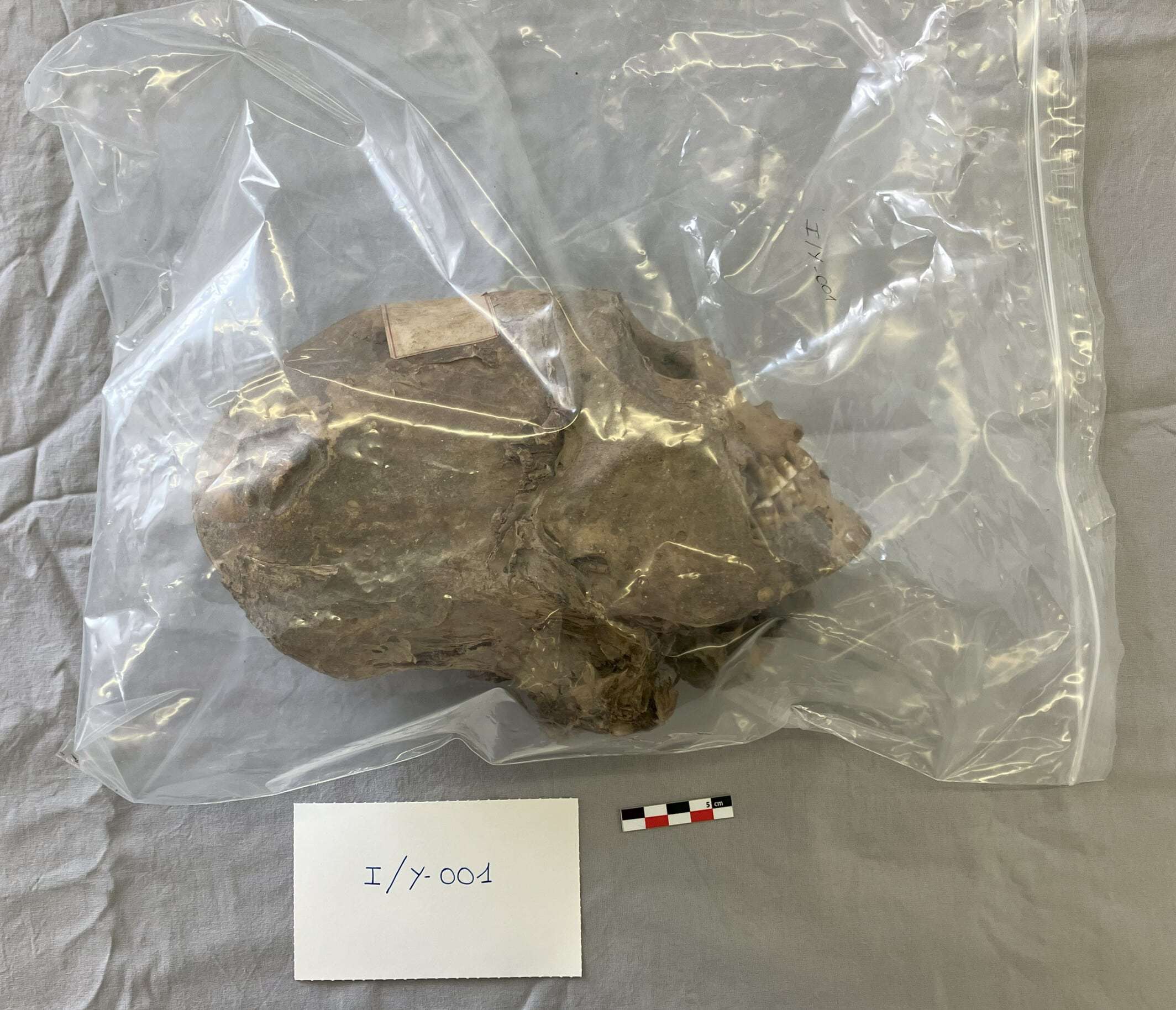 mummified-head-c613c97bd7a8be8451e9990f20a0d7ea.jpg