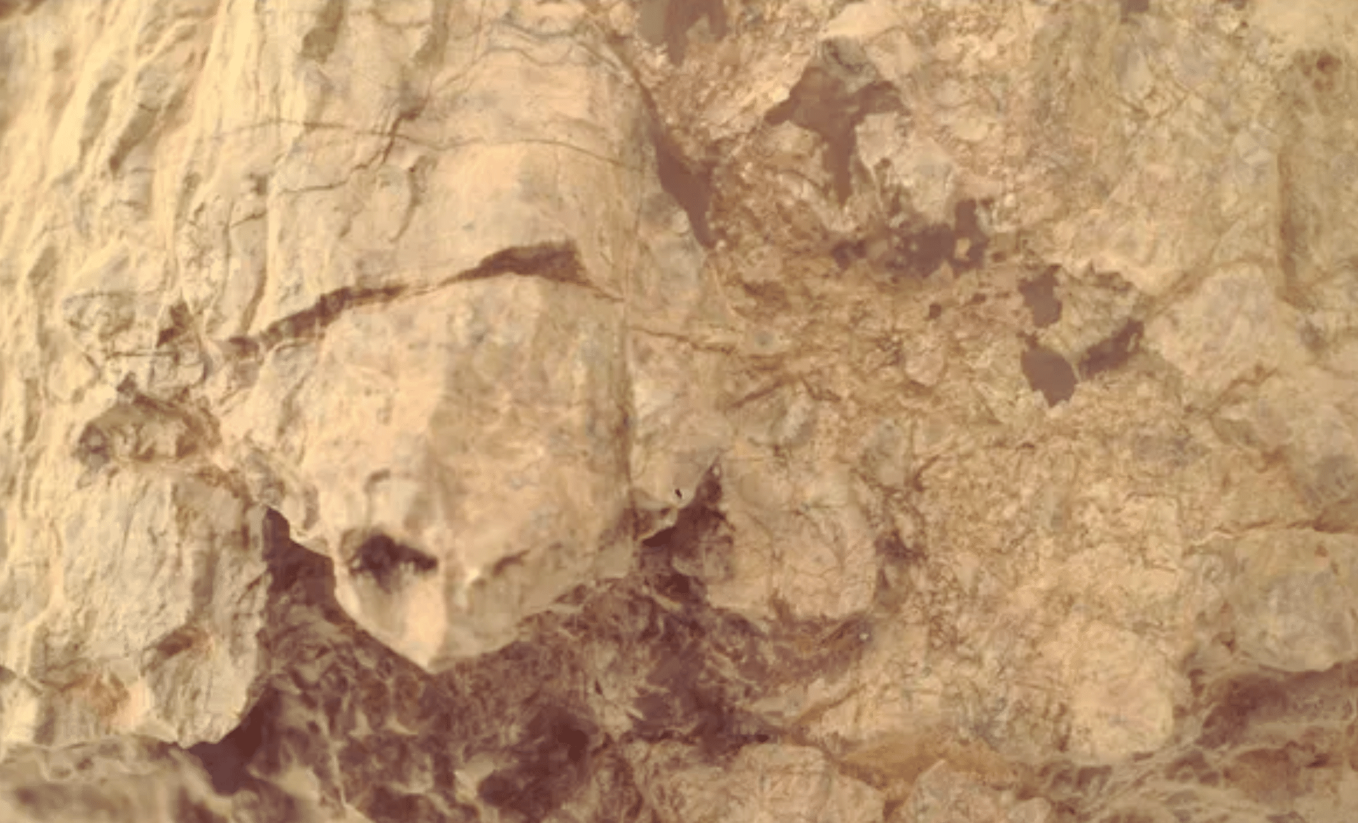 Mars Rover Captures Striking Image of Turtle-Like Rock on Red Planet 