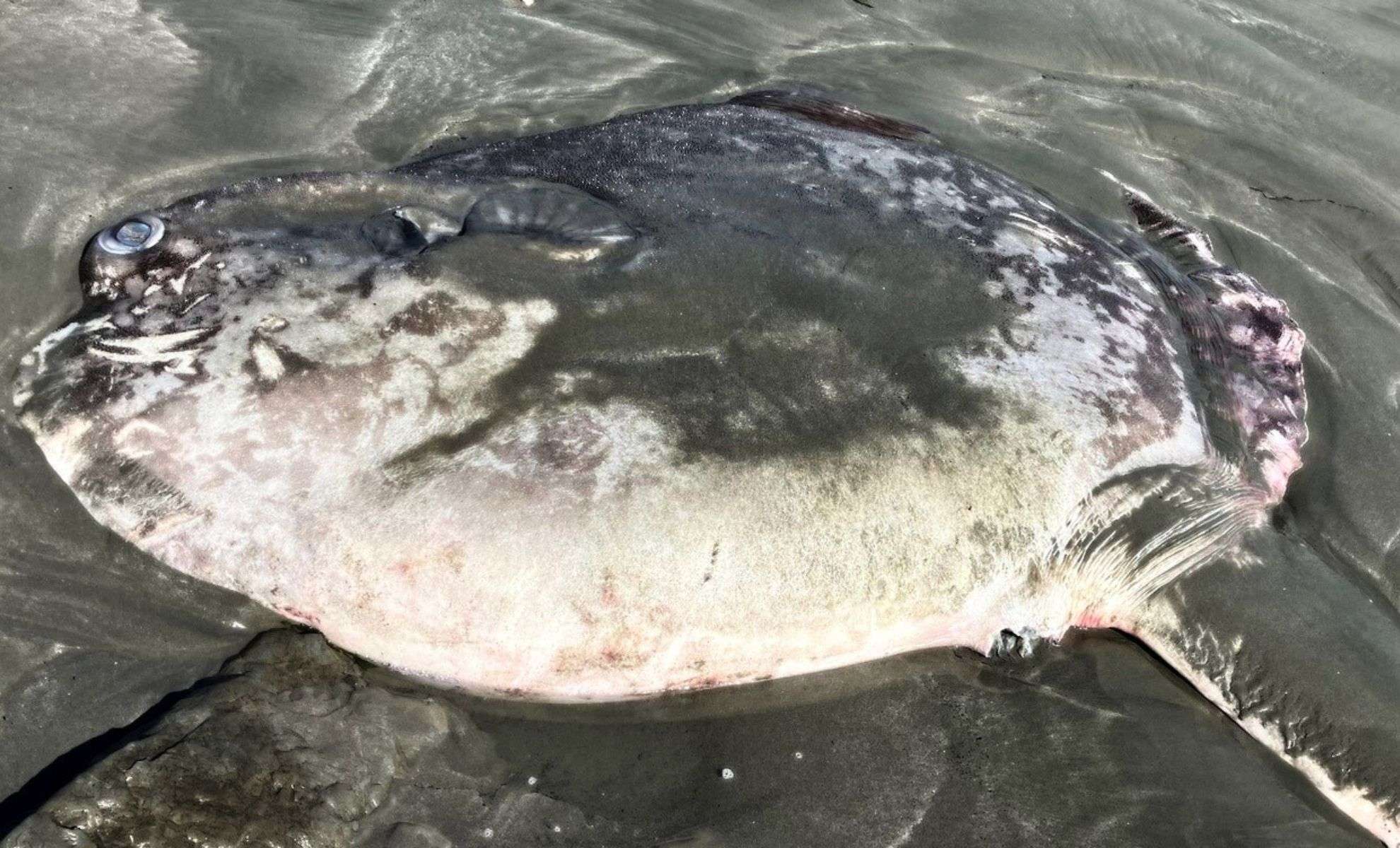 Rare Hoodwinker Sunfish Found on California Coast Raises Scientific Questions 
