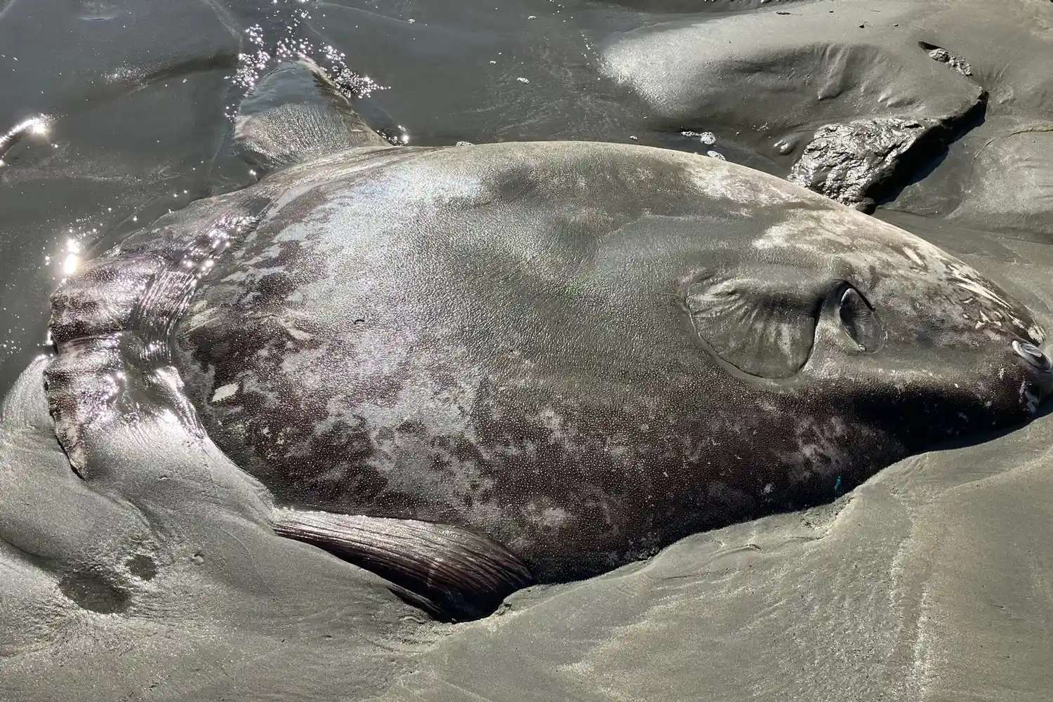 deep-sea-fish-washed-up-california-coast-091225-2-70f591cd6f4b458aba625ed85eb2b6cb-c30530ffcf9530d13084342a21bd09d1.jpg
