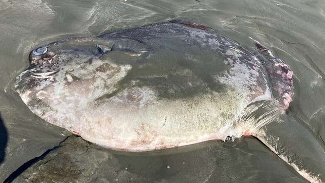 spooky_fish_ca-c6dd671cfa80a1d5549a3199eafb0e50.jpg
