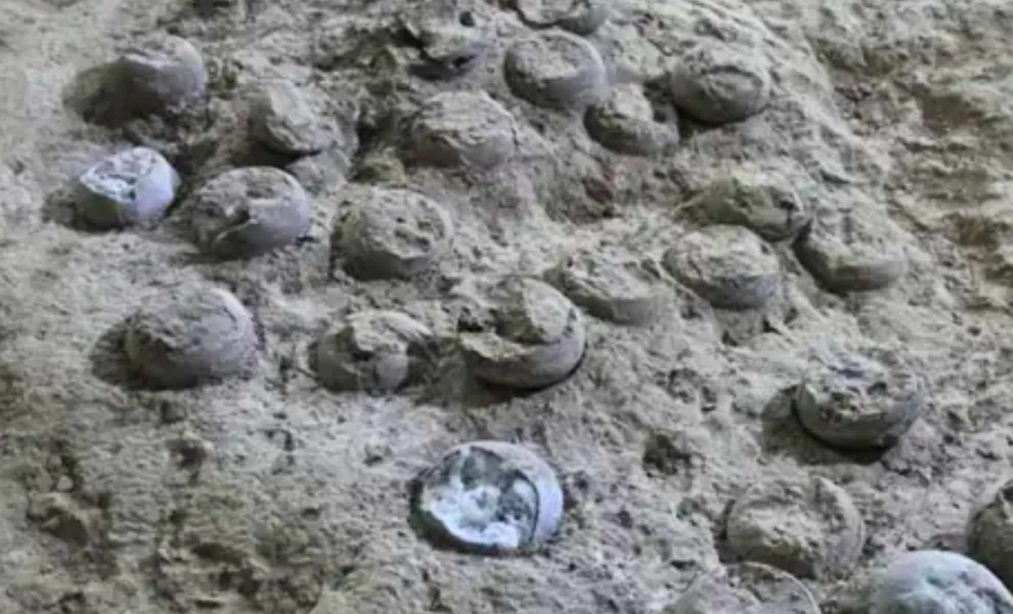 Dating Over 3,000 Dinosaur Eggs Sheds Light on Their 85-Million-Year History 