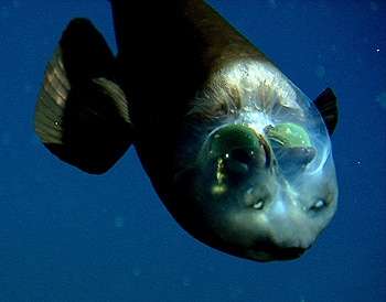 barreleye-fish-95c60c0d0489ee4688771da727a40a59.jpg