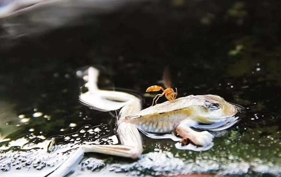 Frogs-eyes-turn-white-as-the-water-boils-them-alive-43c0b5aea17e9c409fe606afa55632e1.jpeg