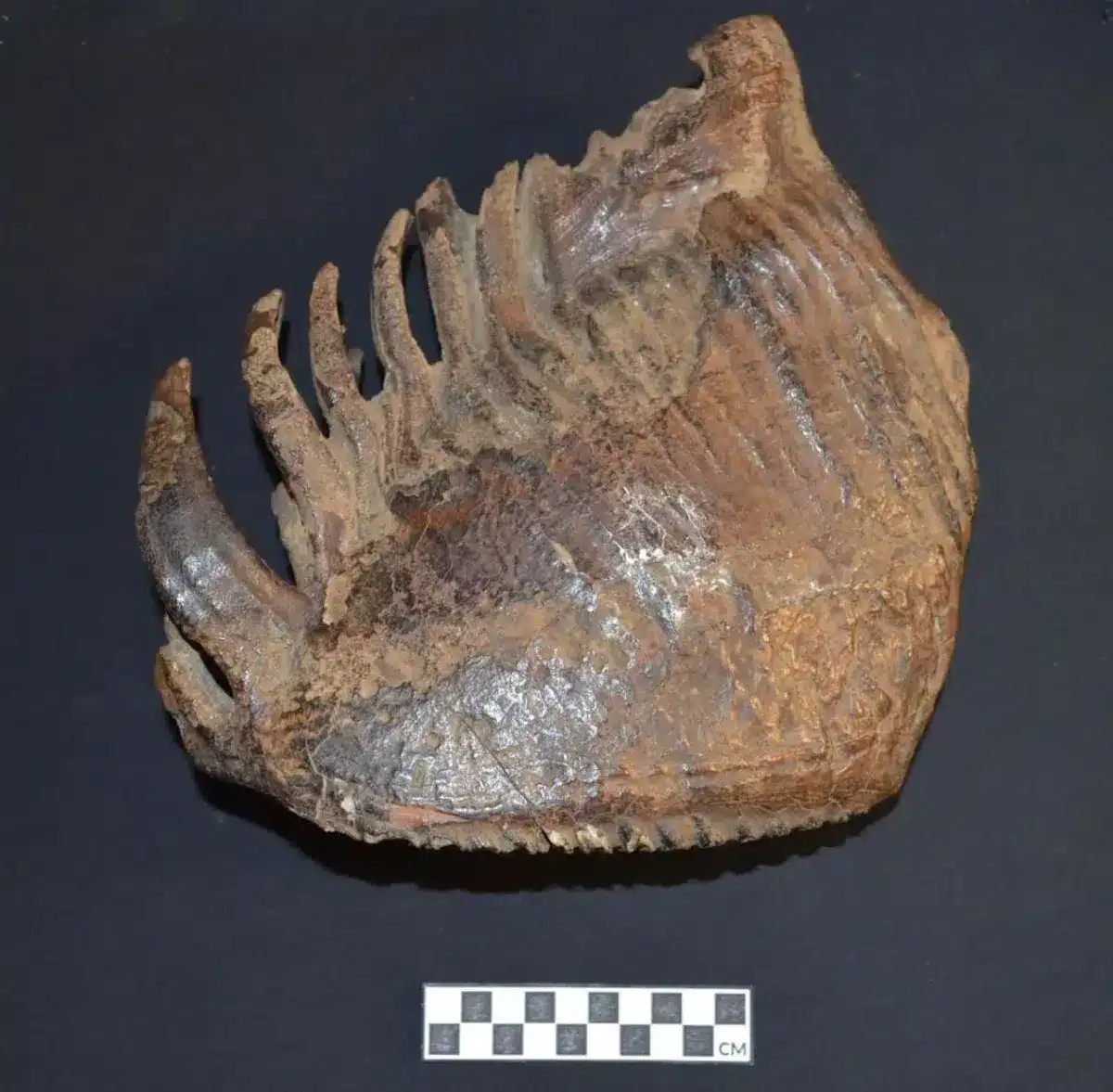 hydrid-mammoth-molar-fossil-592860f9580284e7722ae37eea4f0803.webp