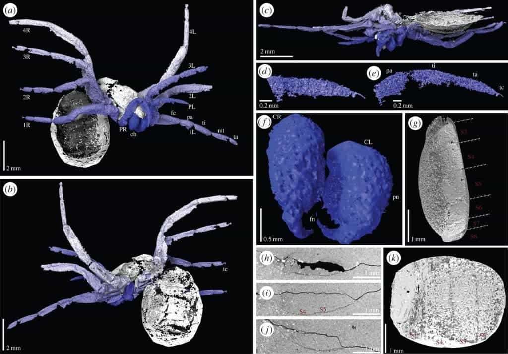 Digital-visualization-of-Idmonarachne-brasieri-851f11f7d5cacf6e046fa75a5c2b0e7b.jpg