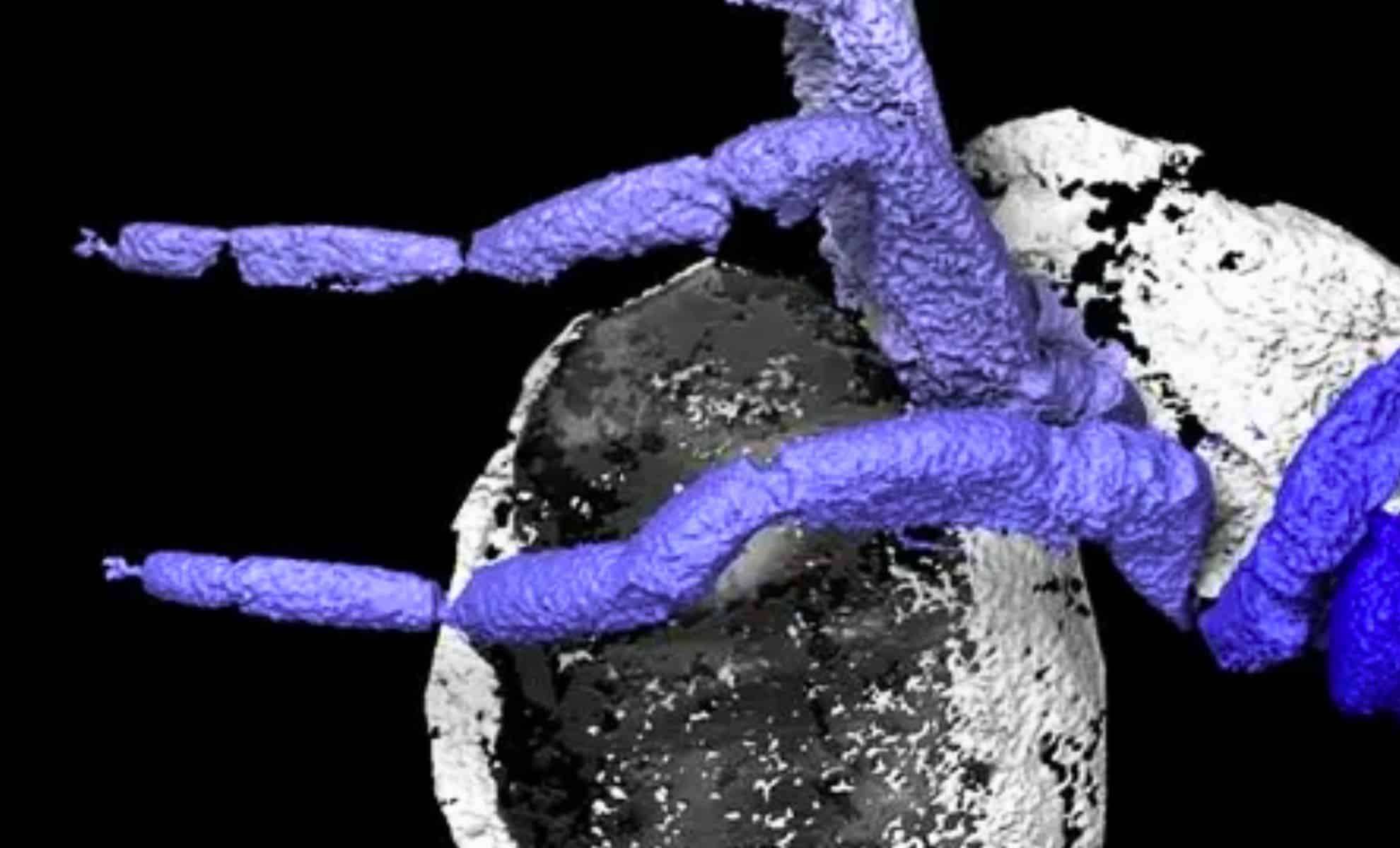 Ancient Fossil Sheds Light on Spider Evolution, Near But Not Quite a Spider 